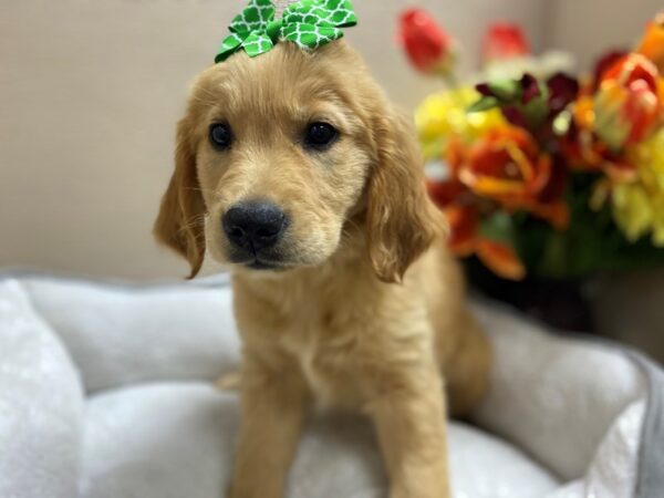 Golden Retriever-DOG-Female-gldn-6379-Petland San Antonio, TX