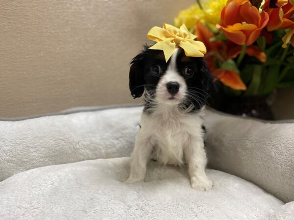 Cavalier King Charles Spaniel DOG Female wh, blk & tn 6378 Petland San Antonio, TX