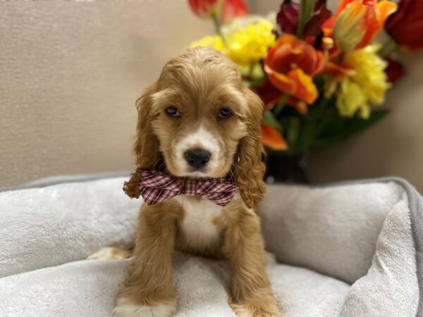 Cocker Spaniel-DOG-Male-bf, wh mkgs-6377-Petland San Antonio, TX