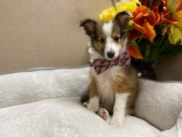 Shetland Sheepdog DOG Male sbl & wh 6376 Petland San Antonio, TX