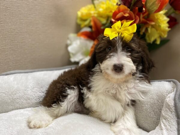 Mini Aussie Doodle DOG Female chlt & tn, wh mkgs 6374 Petland San Antonio, TX