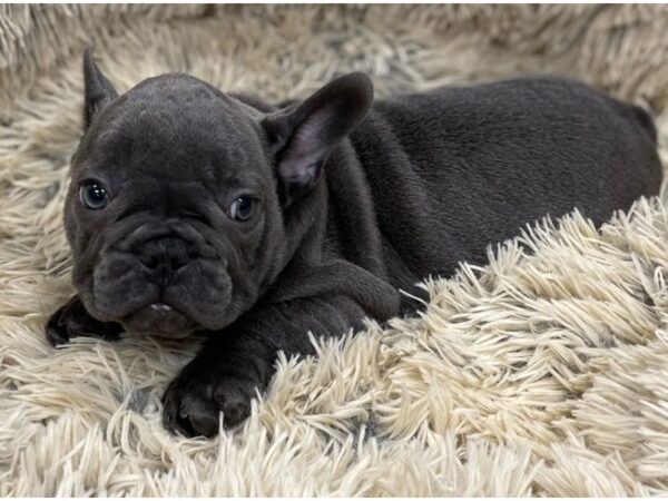 French Bulldog-DOG-Male-Blue-9271-Petland San Antonio, TX