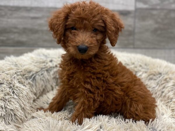 Miniature Goldendoodle DOG Male Red 9274 Petland San Antonio, TX