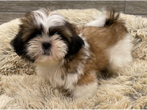 Shih Tzu-DOG-Male-Gold & White-9275-Petland San Antonio, TX