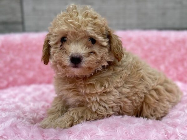 Bichonpoo DOG Female Apricot 9278 Petland San Antonio, TX