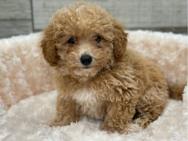 Bichonpoo DOG Male Apricot 9279 Petland San Antonio, TX