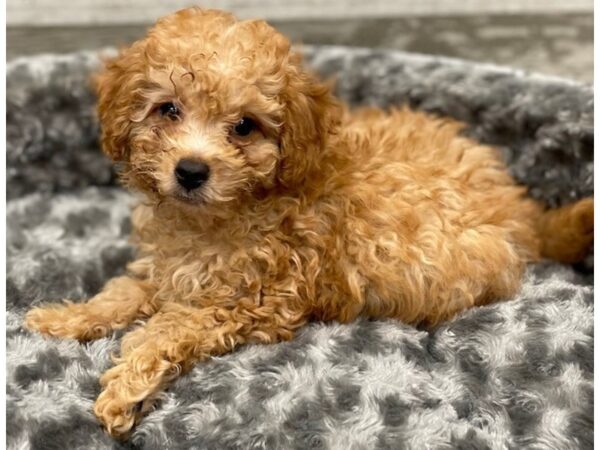 Bichonpoo DOG Male Red 9283 Petland San Antonio, TX