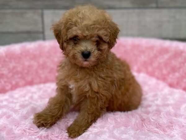 Bichonpoo DOG Female Red 9282 Petland San Antonio, TX