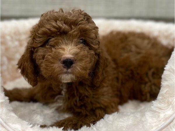 Cockapoo DOG Male Apricot 9281 Petland San Antonio, TX