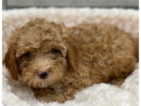 Cockapoo DOG Male Apricot 9280 Petland San Antonio, TX