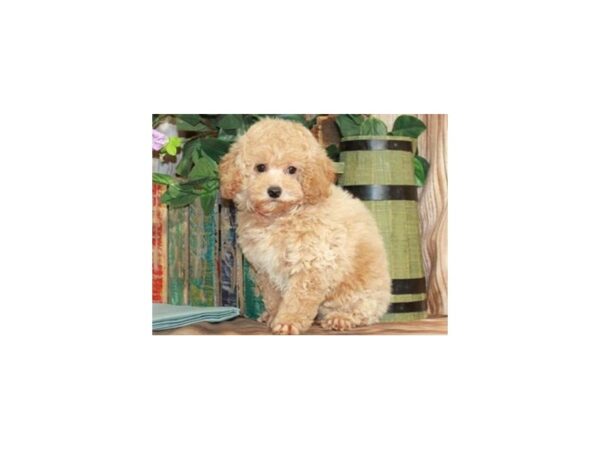 Miniature Poodle-DOG-Male-Cream-9268-Petland San Antonio, TX