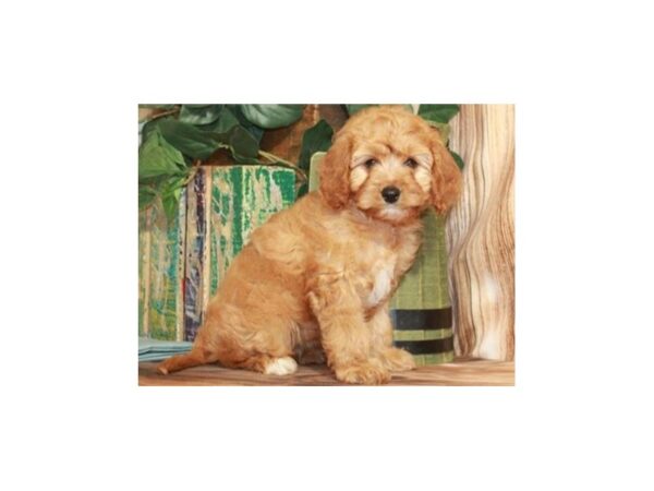 Cavapoo-DOG-Female-Apricot-9269-Petland San Antonio, TX