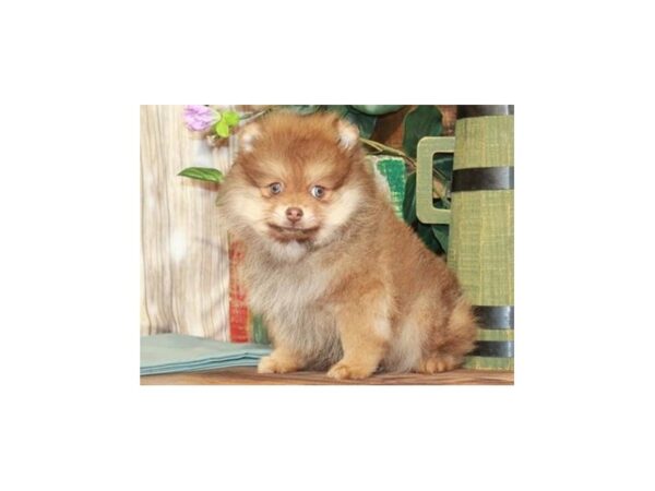 Pomeranian DOG Male Orange Chocolate 9270 Petland San Antonio, TX