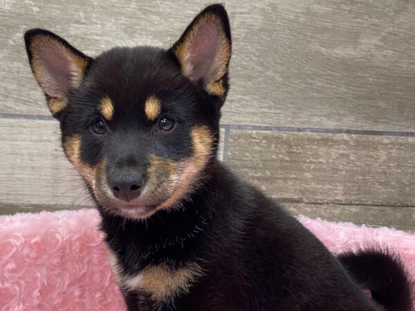 Shiba Inu DOG Female Black & Tan 9277 Petland San Antonio, TX