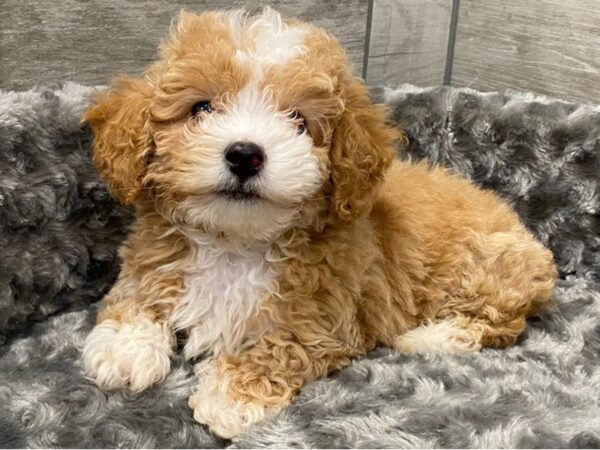 Toy Poodle DOG Male Apricot 9284 Petland San Antonio, TX