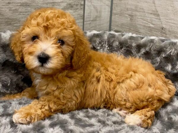 Toy Poodle DOG Male Red 9285 Petland San Antonio, TX