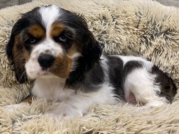 Cocker Spaniel-DOG-Male-Blue & White-9287-Petland San Antonio, TX