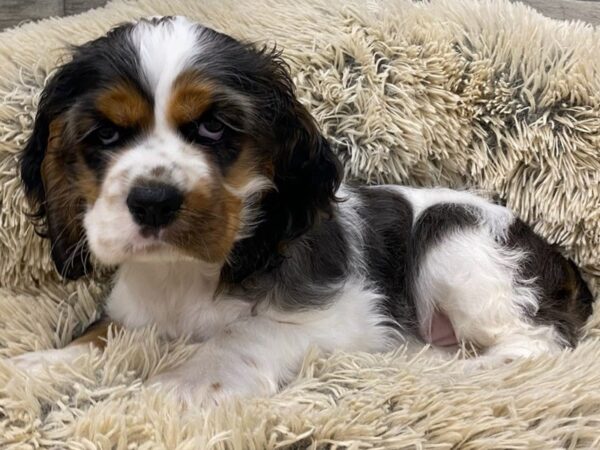 Cocker Spaniel DOG Male Blue & White 9287 Petland San Antonio, TX