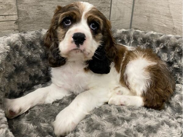 Cocker Spaniel DOG Male Chocolate & White 9286 Petland San Antonio, TX