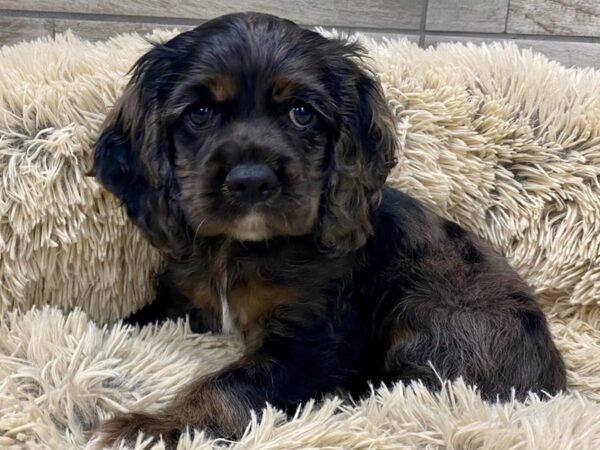 Cocker Spaniel DOG Female Blue Merle 9288 Petland San Antonio, TX