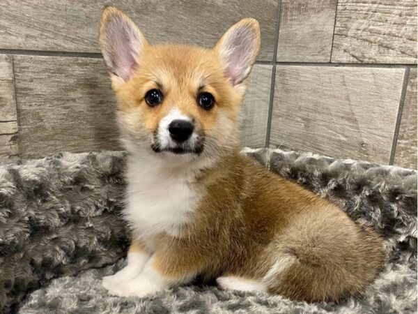 Pembroke Welsh Corgi DOG Male Red & White 9289 Petland San Antonio, TX