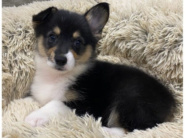 Pembroke Welsh Corgi DOG Female Black & White 9290 Petland San Antonio, TX