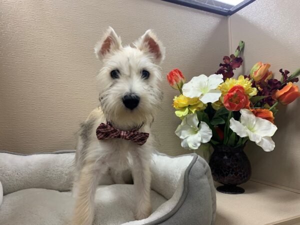 Min Schnauzer DOG Male slt & ppr 6302 Petland San Antonio, TX