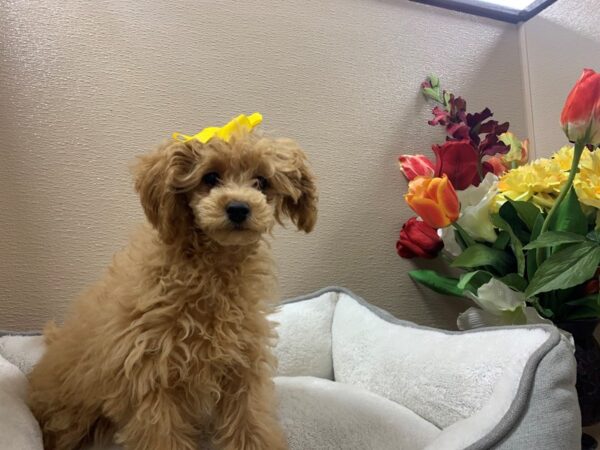 Poodle-DOG-Female-Apricot-6306-Petland San Antonio, TX