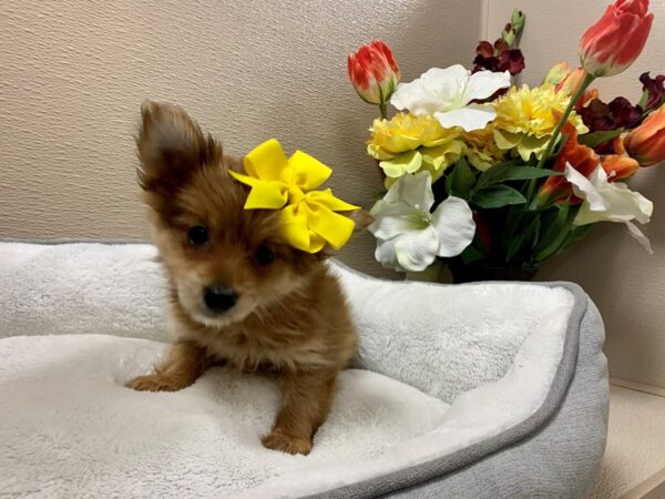 Yoranian DOG Female red 6384 Petland San Antonio, TX