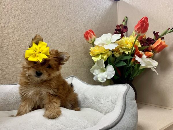 Yoranian-DOG-Female-red-6385-Petland San Antonio, TX