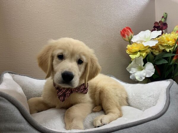 Golden Retriever DOG Male cr 6386 Petland San Antonio, TX