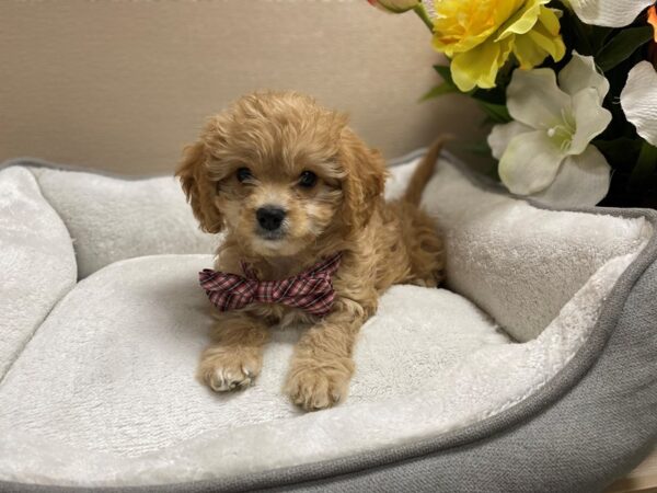 Cavapoo DOG Male rby, wh mkgs 6375 Petland San Antonio, TX