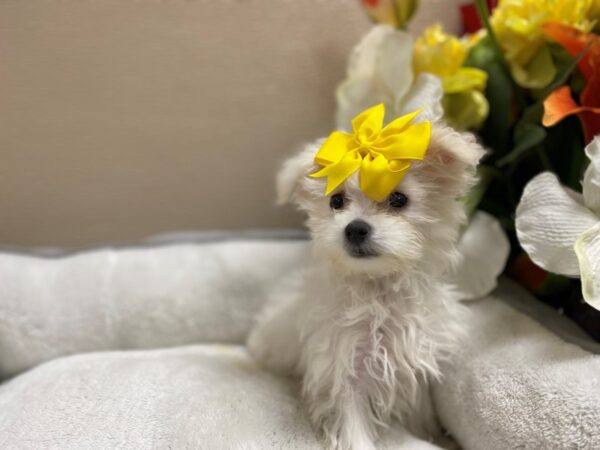 Maltese DOG Female wh 6388 Petland San Antonio, TX