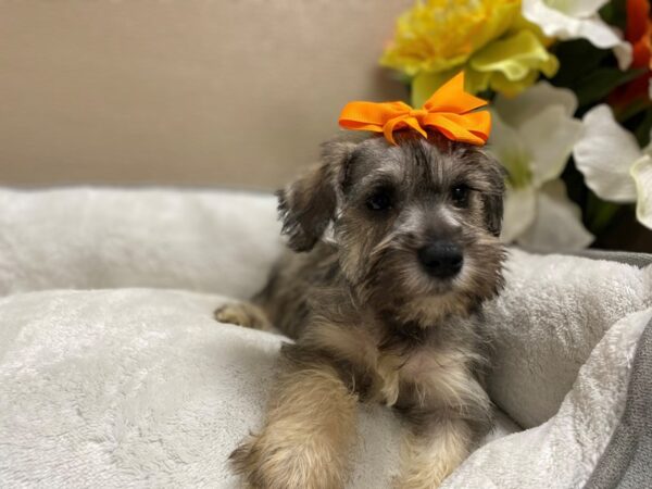 Min Schnauzer DOG Female slt & ppr 6389 Petland San Antonio, TX