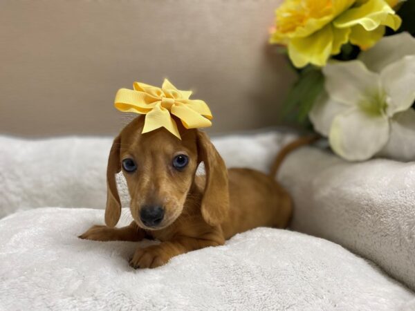 Dachshund DOG Female rd dpl 6390 Petland San Antonio, TX