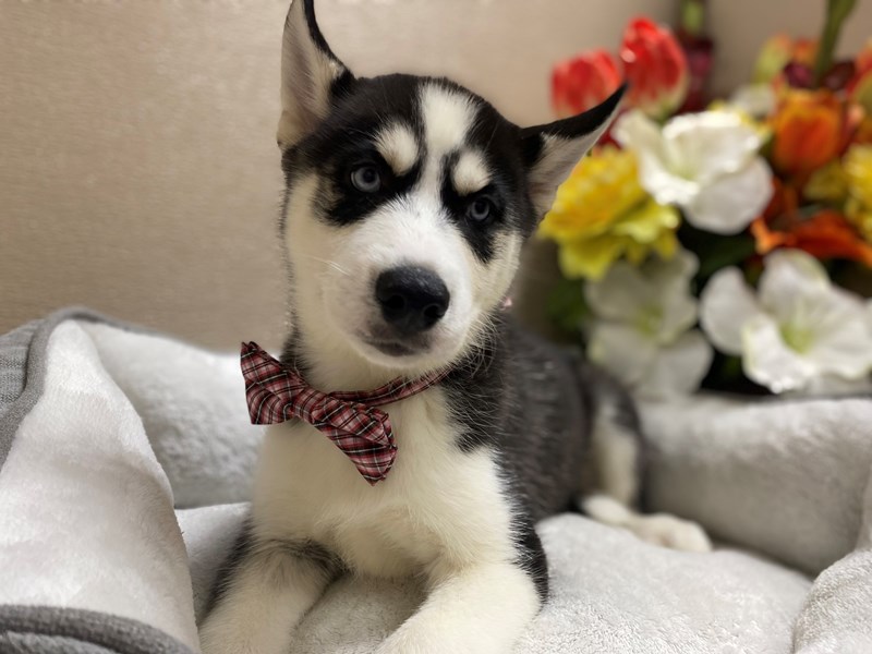 Siberian Husky Puppy blk & wh ID:6392 Located at Petland San