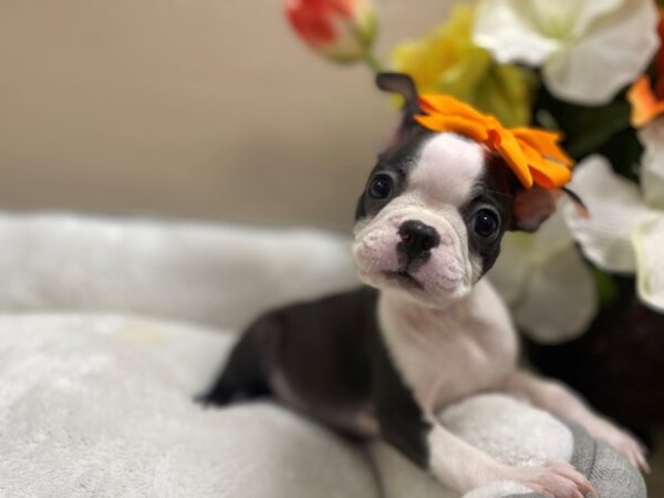 Boston Terrier DOG Female blk & wh 6394 Petland San Antonio, TX