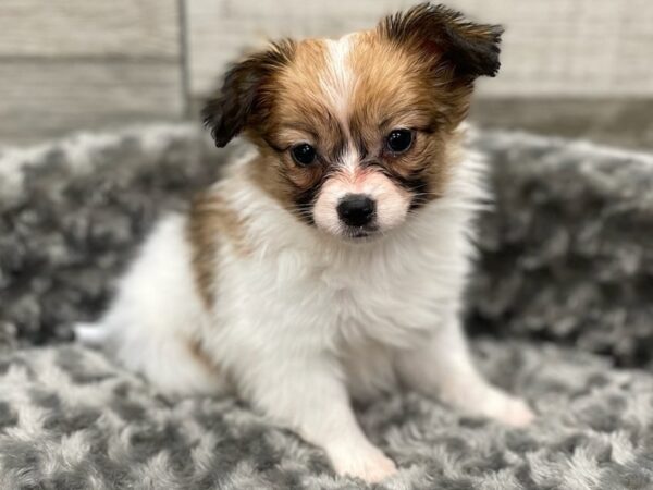 Papillon DOG Female Brown & White 9300 Petland San Antonio, TX