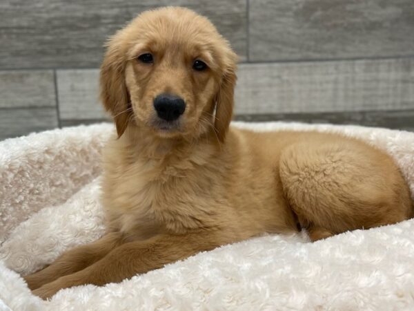 Golden Retriever DOG Male Golden 9291 Petland San Antonio, TX