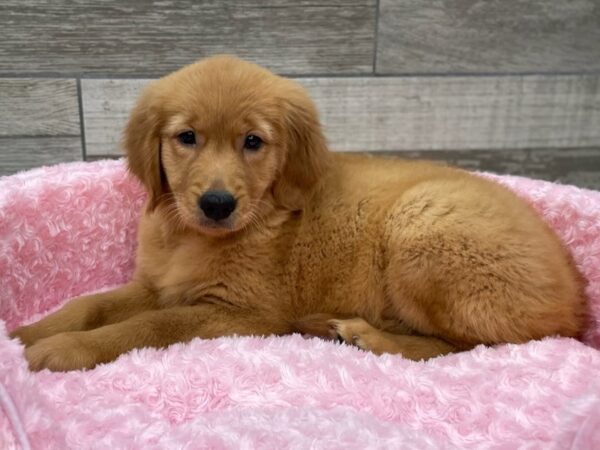 Golden Retriever DOG Female Golden 9292 Petland San Antonio, TX