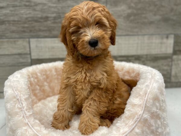 Miniature Goldendoodle DOG Male Red 9293 Petland San Antonio, TX