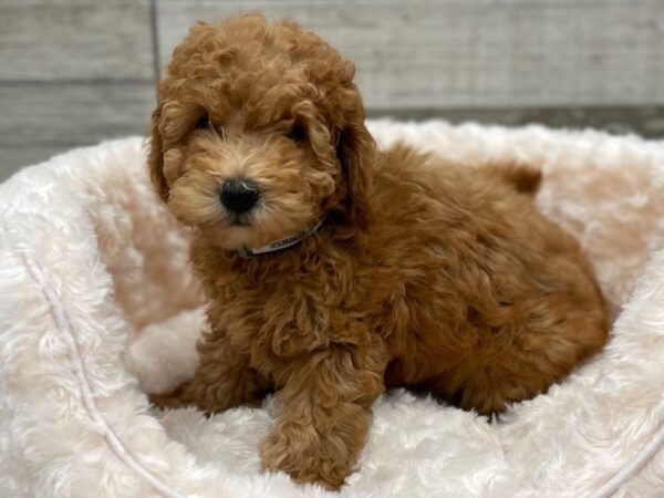 Miniature Goldendoodle DOG Female Red 9294 Petland San Antonio, TX