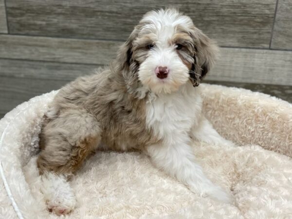 Sheepadoodle DOG Female Chocolate Merle & White 9297 Petland San Antonio, TX