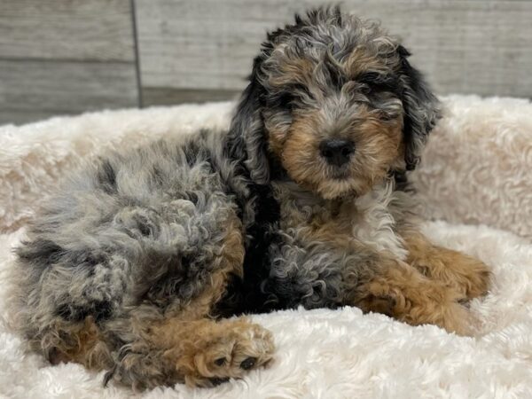 Aussiedoodle DOG Male Blue Merle White & Tan 9298 Petland San Antonio, TX