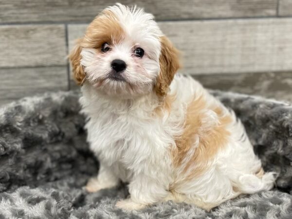 Cavachon-DOG-Female-White & Apricot-9296-Petland San Antonio, TX