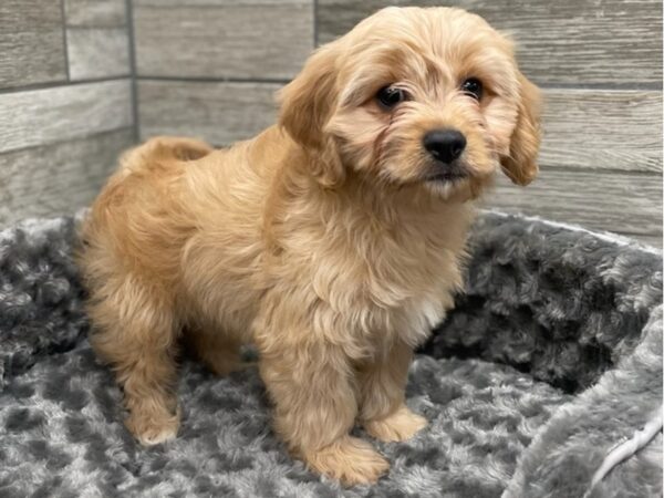 Cavachon-DOG-Male-Apricot-9295-Petland San Antonio, TX