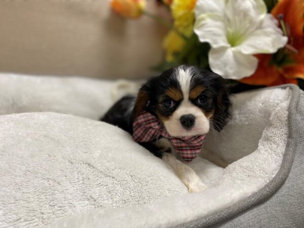 Cavalier King Charles Spaniel DOG Male Black and White 6395 Petland San Antonio, TX