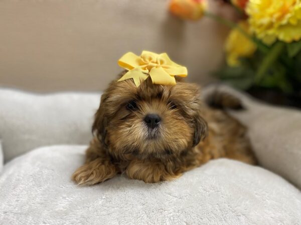 Shih Tzu DOG Female Gold 6396 Petland San Antonio, TX