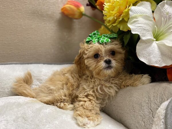 Shihpoo-DOG-Female-apct, wh mkgs-6397-Petland San Antonio, TX