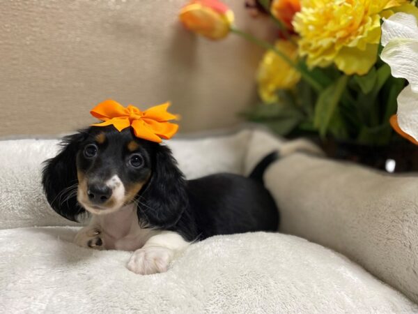 Dachshund DOG Female blk tn pbld 6399 Petland San Antonio, TX